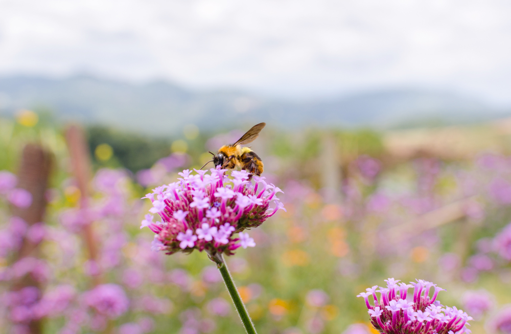 BLOG: Nature Positive Solar – Indicators and Opportunities