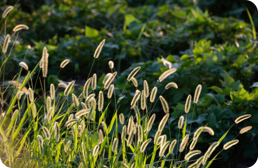 Blog: Finding New Value in Nature-Positive Solar